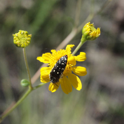 The beetle and the flower