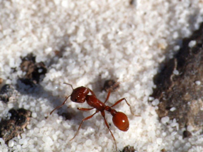 The ant at White Sands