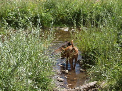 The Taos Pueblo village dogs cool off in the stream
