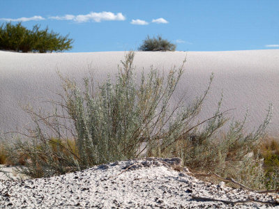 White Sands desert grass