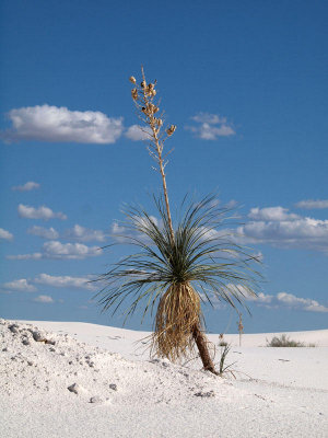 Artistic yucca at White Sands
