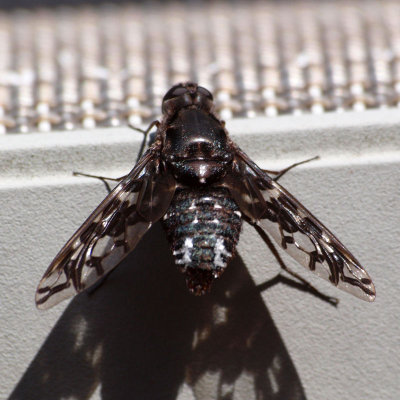 Black unidentified insect