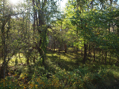 Oct 19th - Patterns of Sunlight at Seneca Creek State Park