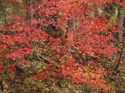 Red leaves