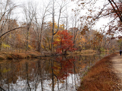 The red tree