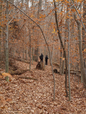Into the woods