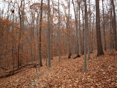 The hillside