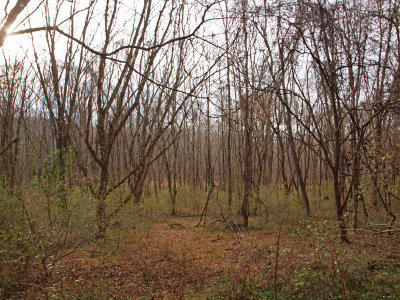 Green undergrowth