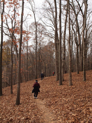 Into the woods