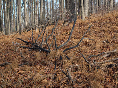 Forest art
