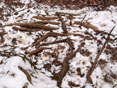 Tangle of roots across the trail