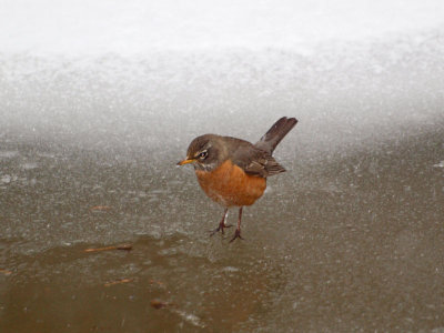 The early Robin