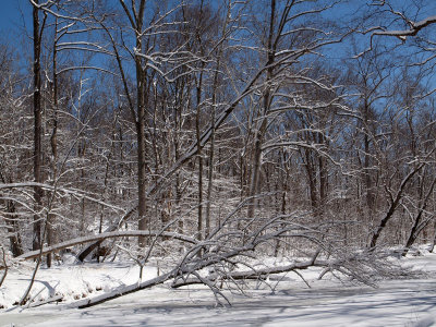 Tree fallen across the canal