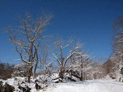 White trees reach for the sky