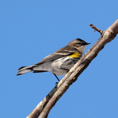 Is this a warbler of some kind?