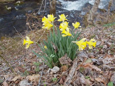 Daffodils besides Jakes Creek
