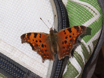 Butterfly on the backpack