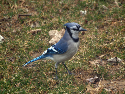 The bluejay in the backyard