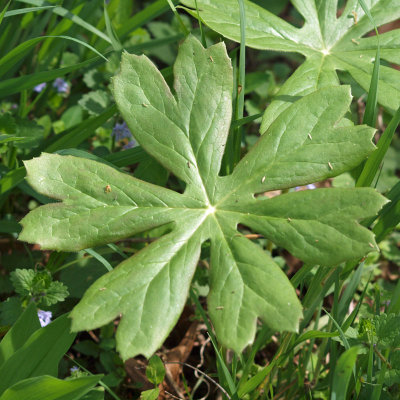 a leaf seen in early spring