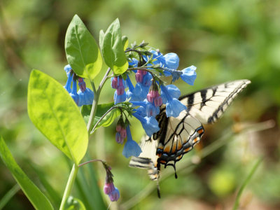 Tiger Swallowtail on Bluebell