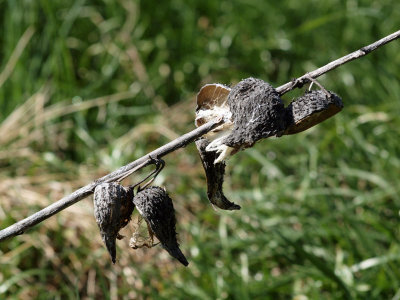Dried seed pods