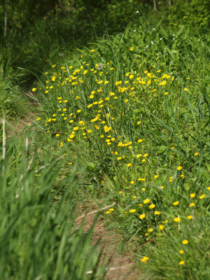 Buttercups line our path