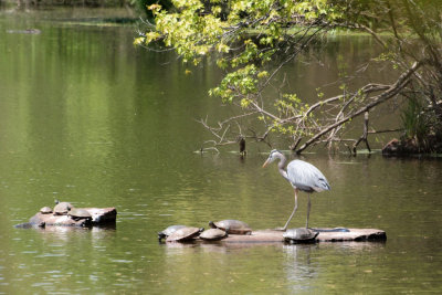 The heron, turtles and snake