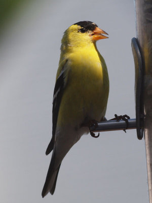 The male goldfinch