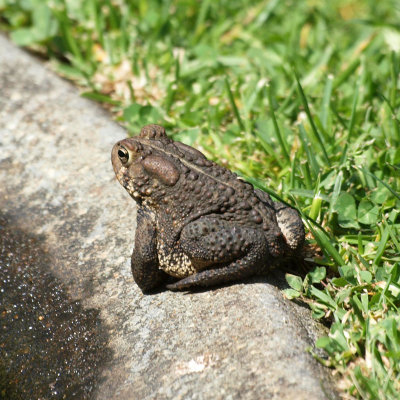 The frog in the garden