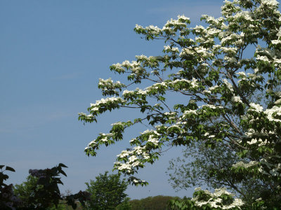 Pattern of a flowering dogwood