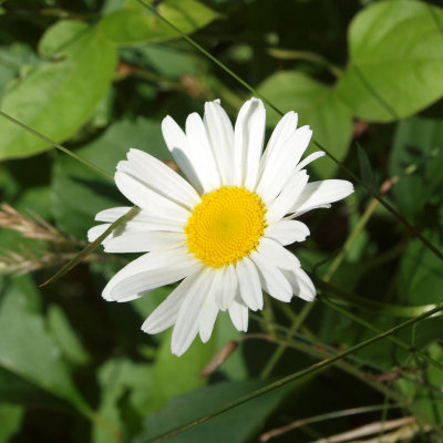 A daisy in the wild