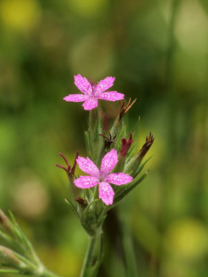 Deptford Pink (Dianthus Armeria)