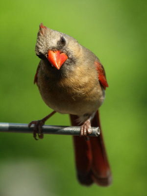 The curious cardinal