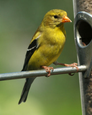 The female goldfinch