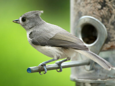 The tufted titmouse