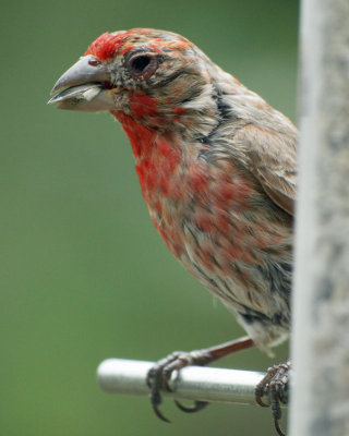 The house finch