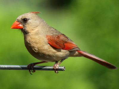The female Northern cardinal