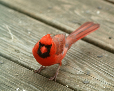 The male northern cardinal