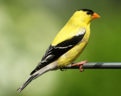 The male goldfinch