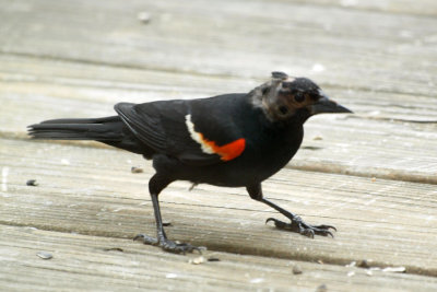 The red-winged blackbird
