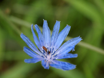 In the chicory flower