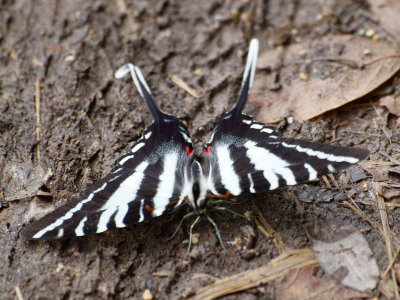 White tiger swallowtail on the trail