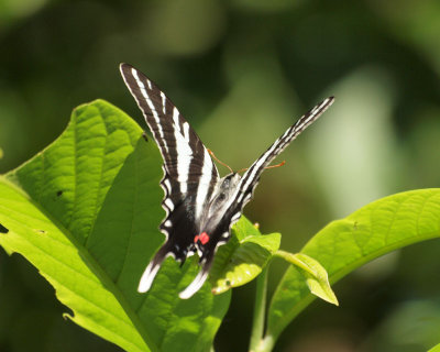 White Tiger swallowtail