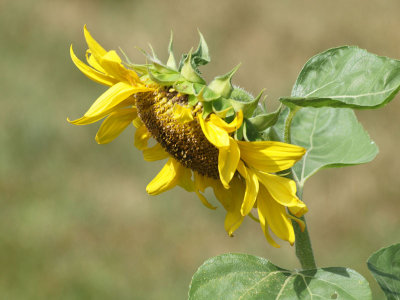 The shy sunflower