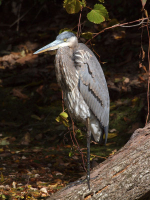 The Great Blue heron