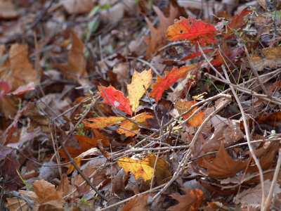Some reds among the dried leaves