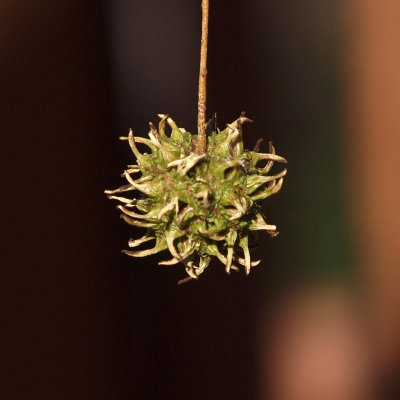 Sweetgum seed pod