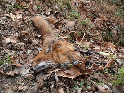 A dead fox beside the trail