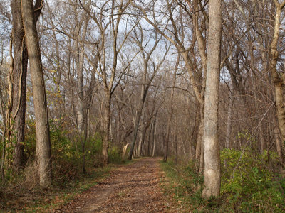 The inviting trail