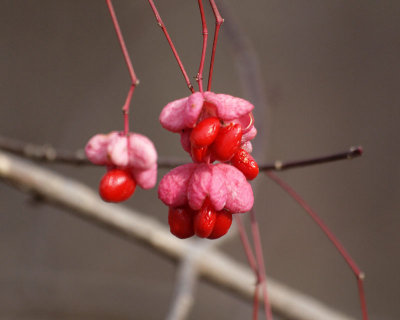 Closeup of berries